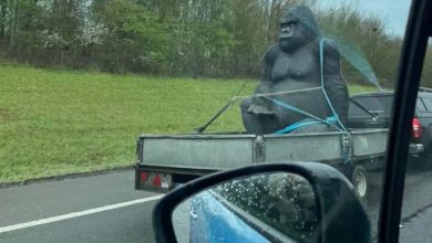 Photo of Stolen 8ft Gorilla Statue Spotted Chilling on a Speeding Black Pick-Up!