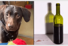 Photo of Meet The First-Ever Dog Treated for Alcohol Addiction After Owner’s Tragic Death
