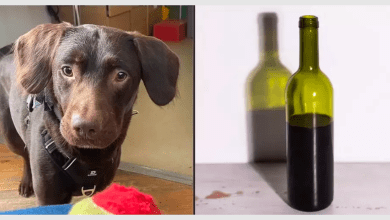 Photo of Meet The First-Ever Dog Treated for Alcohol Addiction After Owner’s Tragic Death